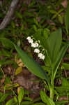 Lily of the valley